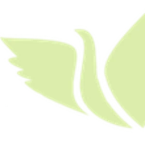 Light green abstract wing or leaf shapes on white background