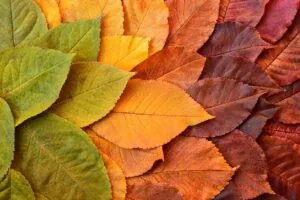 Autumn leaves transitioning from yellow-green to orange and deep red, displaying fall color change.